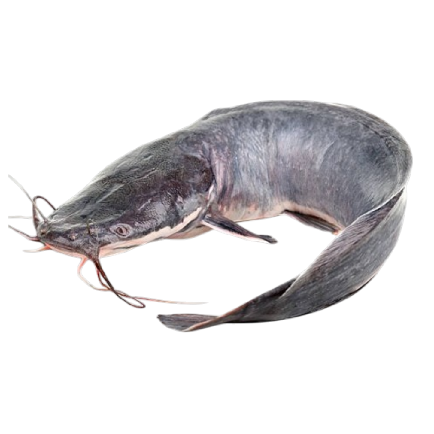 Catfish