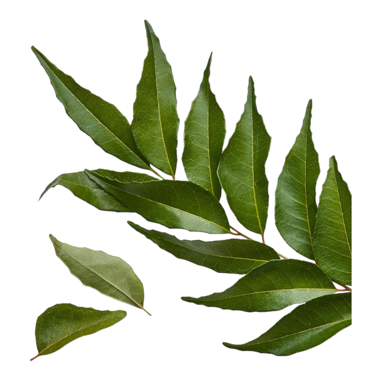 Curry Leaf