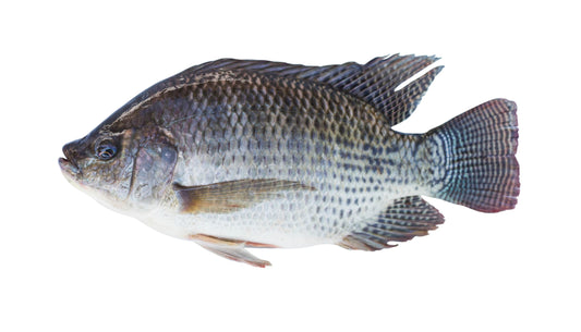 Tilapia Fish