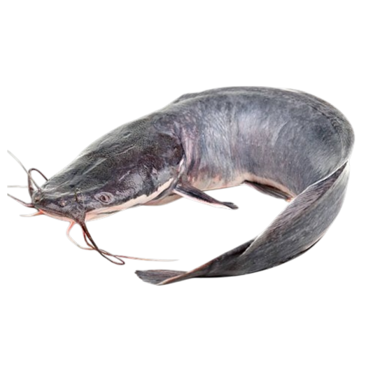 Catfish