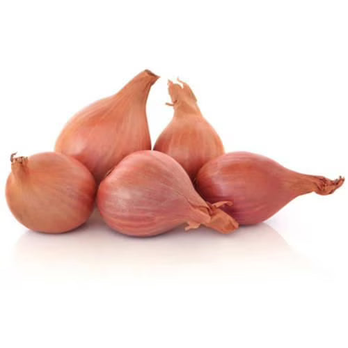 Shallot Onion