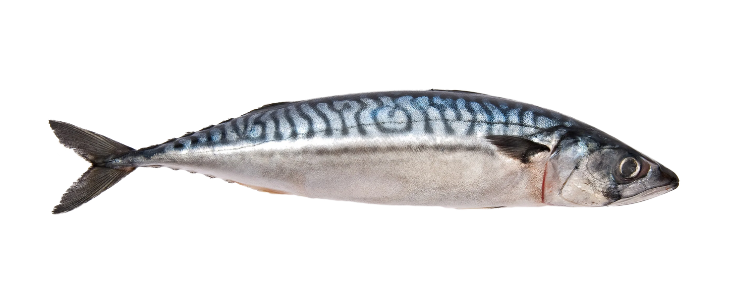 Mackerel Fish - 5pcs