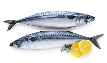 Mackerel Fish - 5pcs