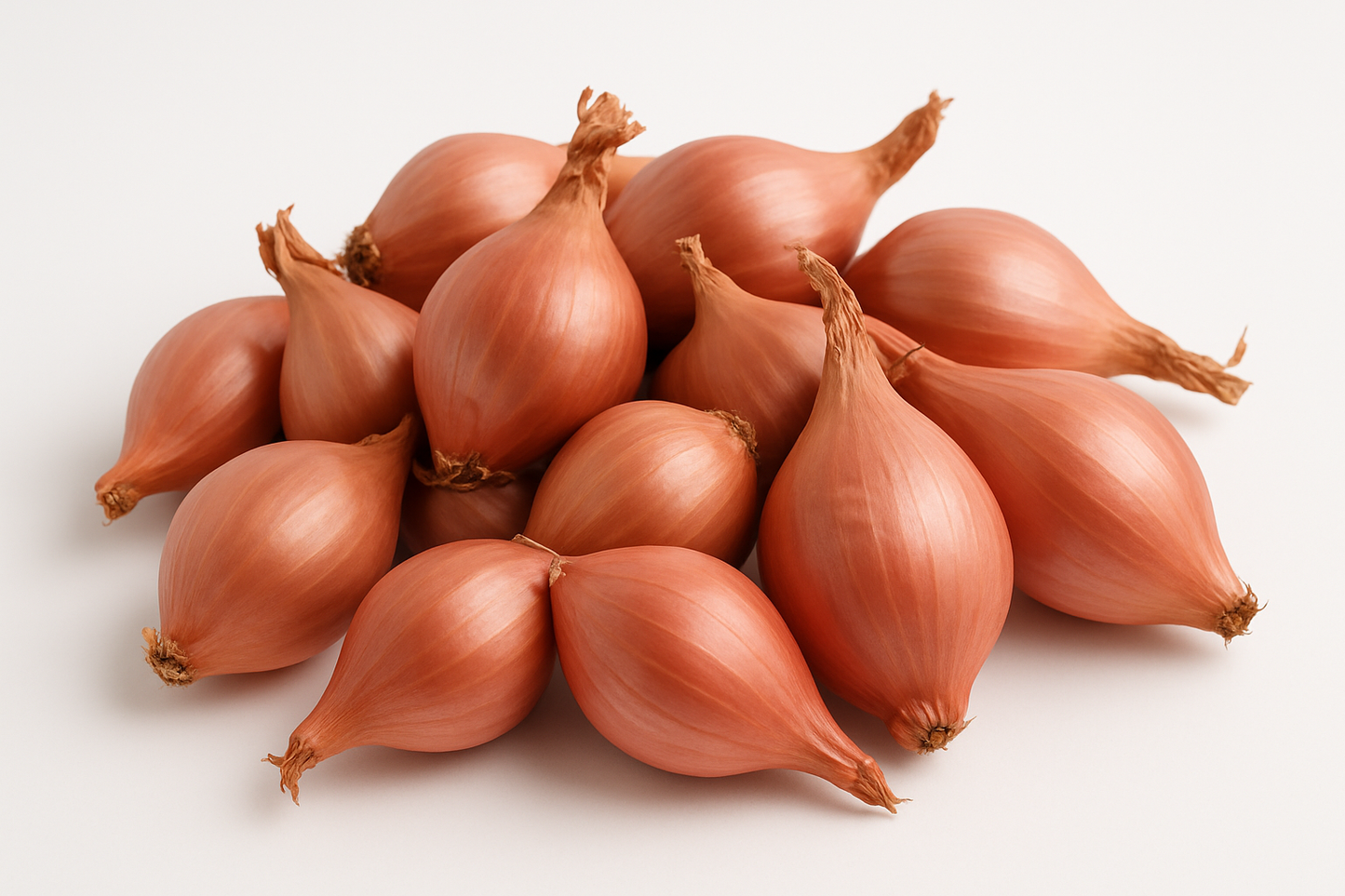 Shallot Onion