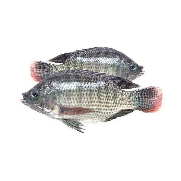 Tilapia Fish