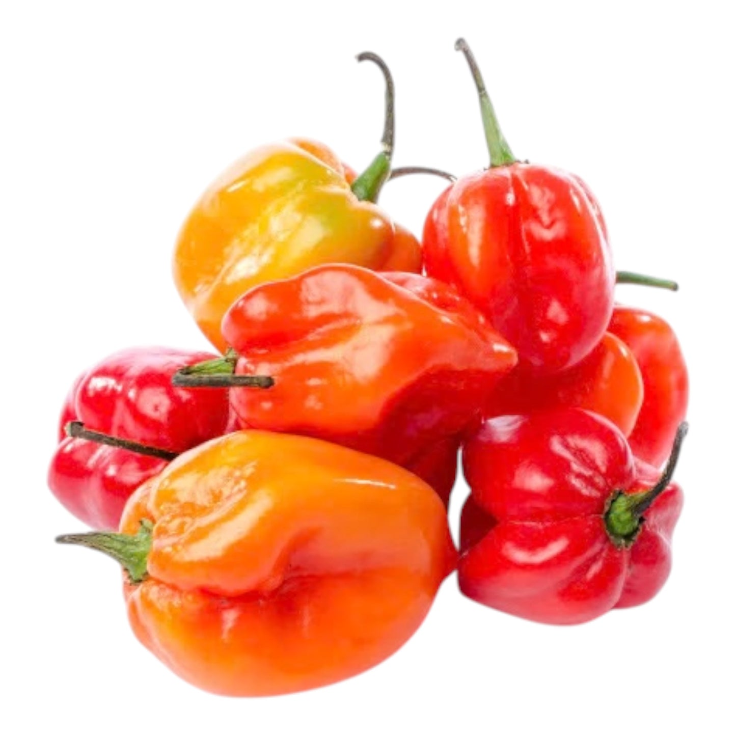 Habanero Pepper - Pack
