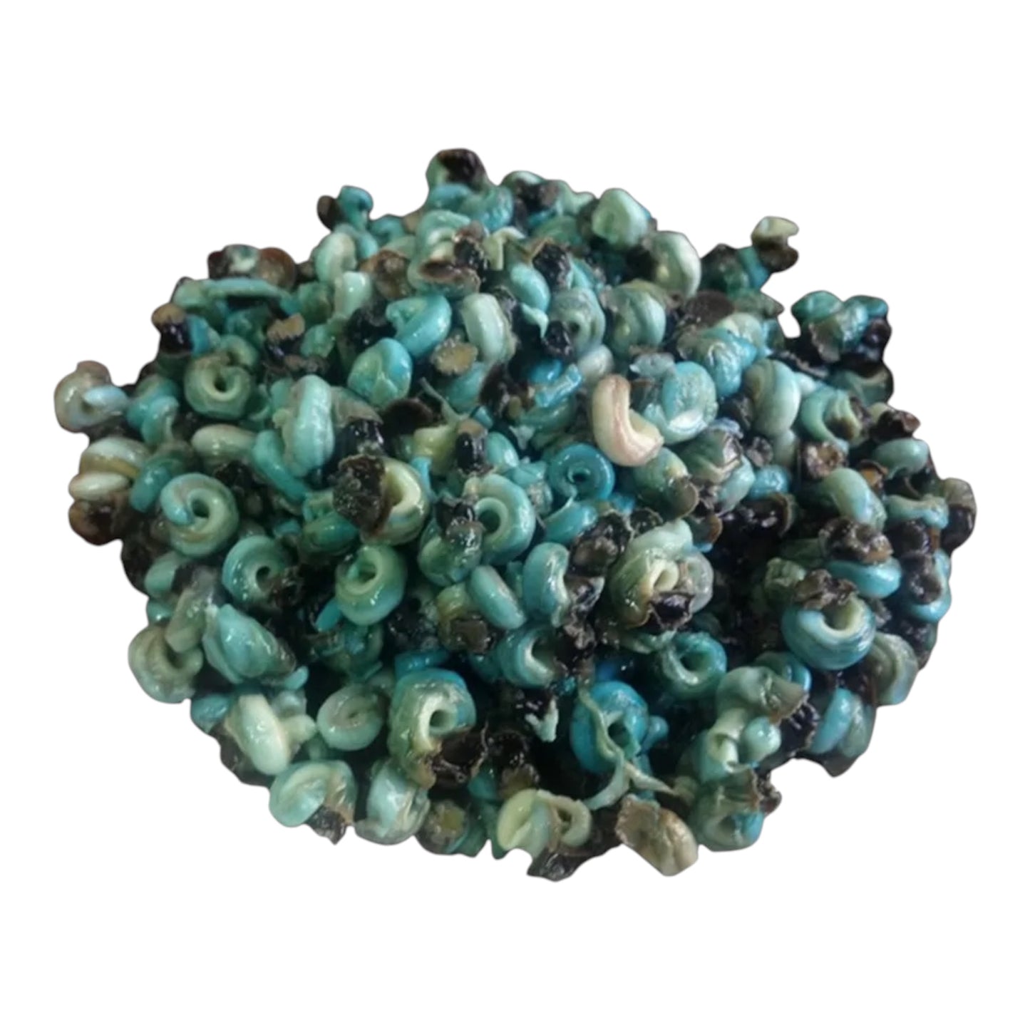 Periwinkle