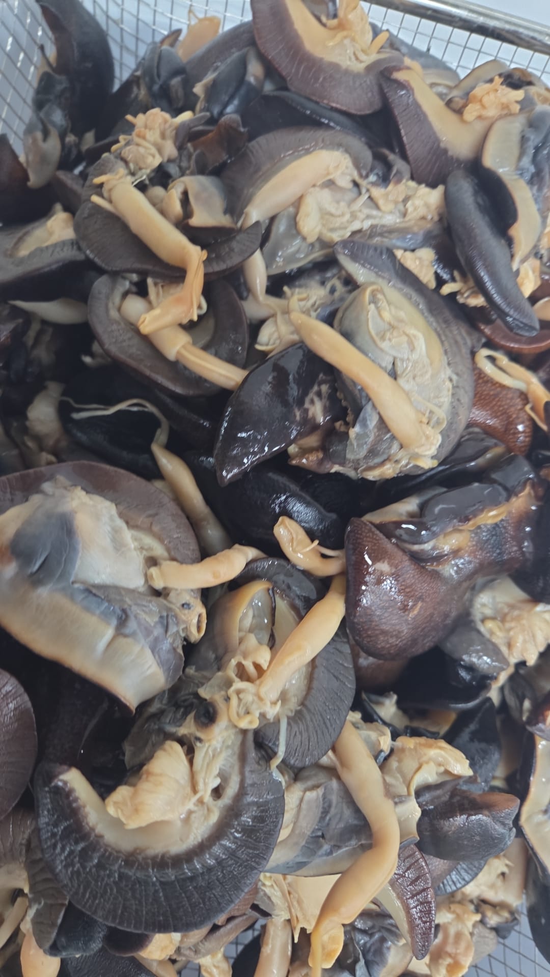 Snail - 7pcs
