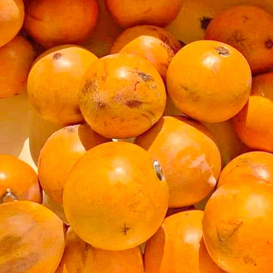 Udara -6pc