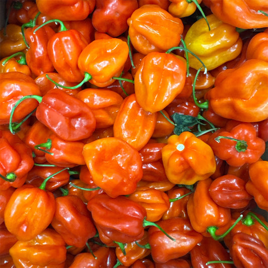 Fresh Hot Pepper