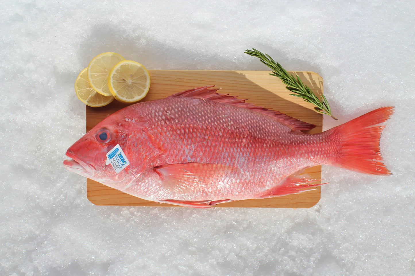 Snapper Fish