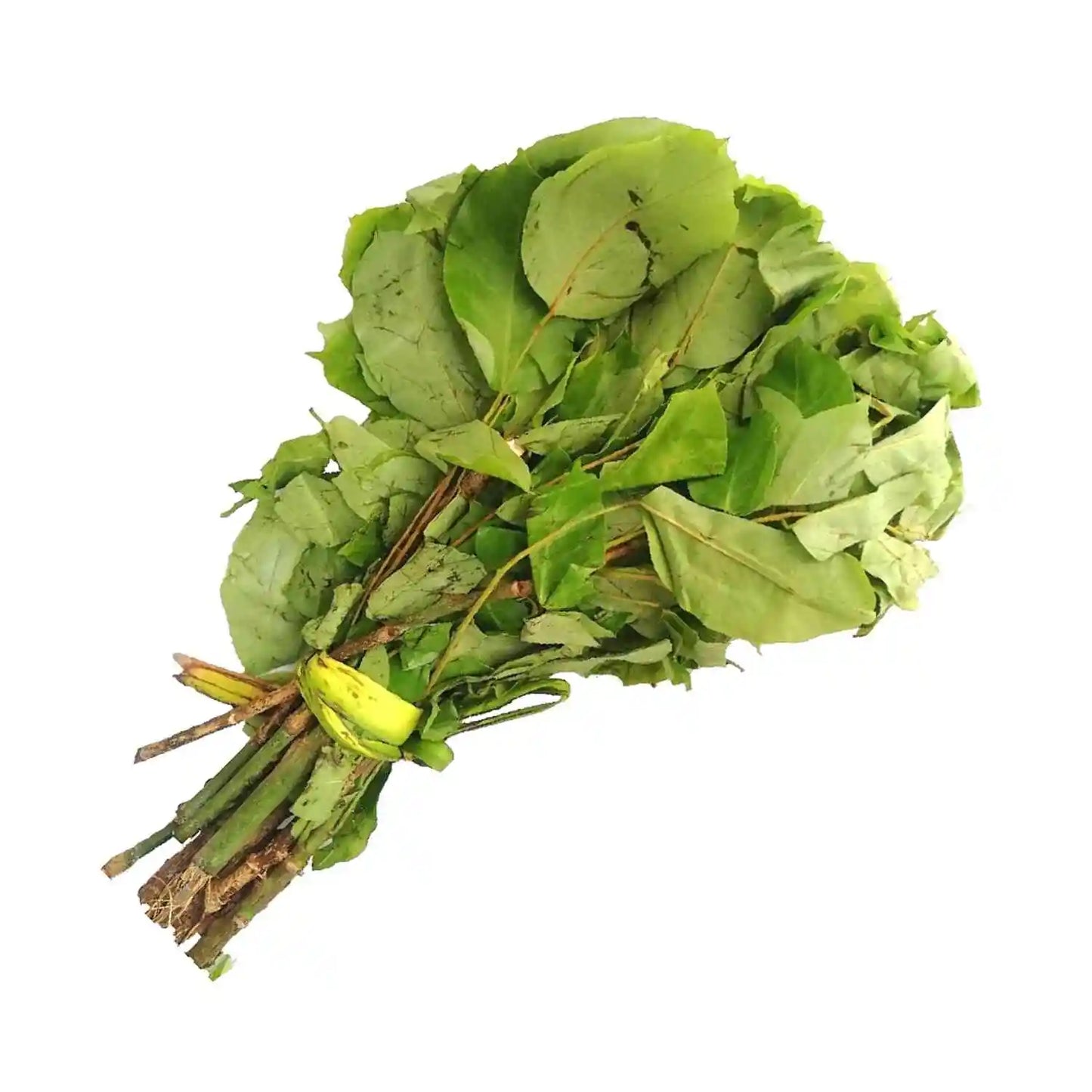 Oha Leaf