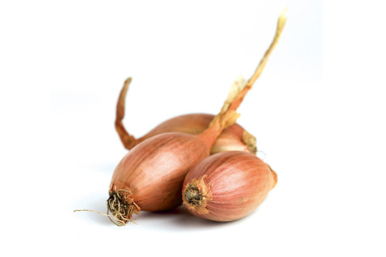 Shallot Onion