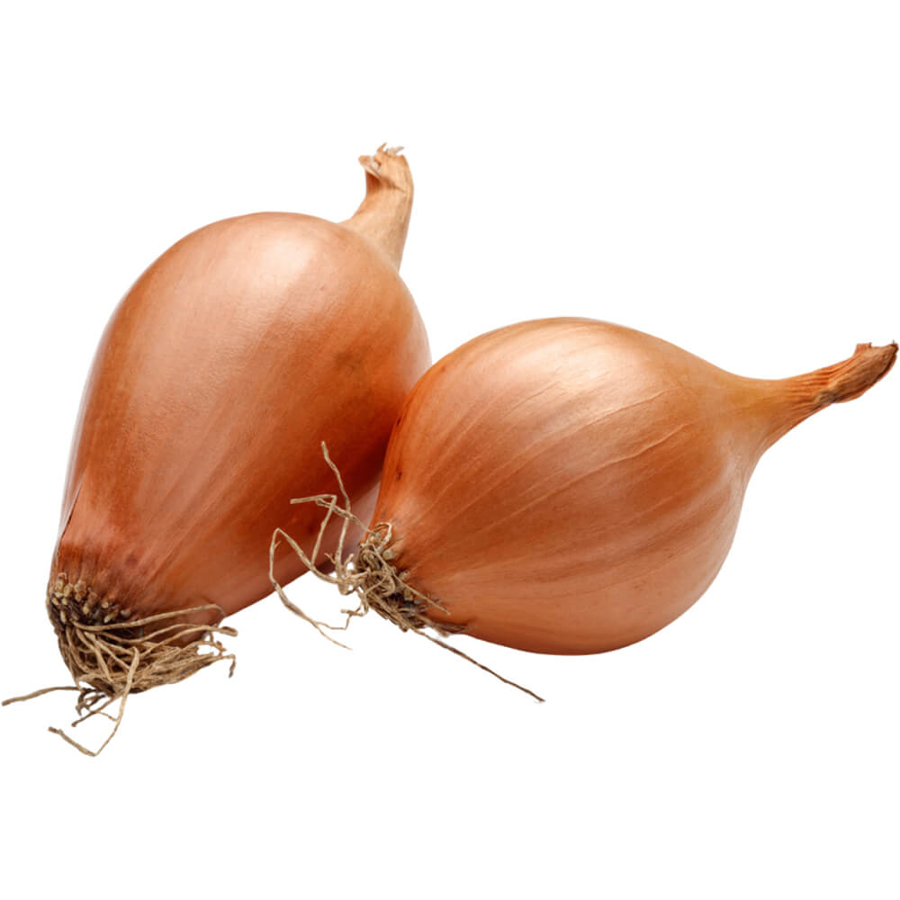 Shallot Onion