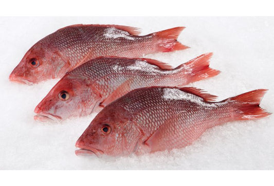 Snapper Fish
