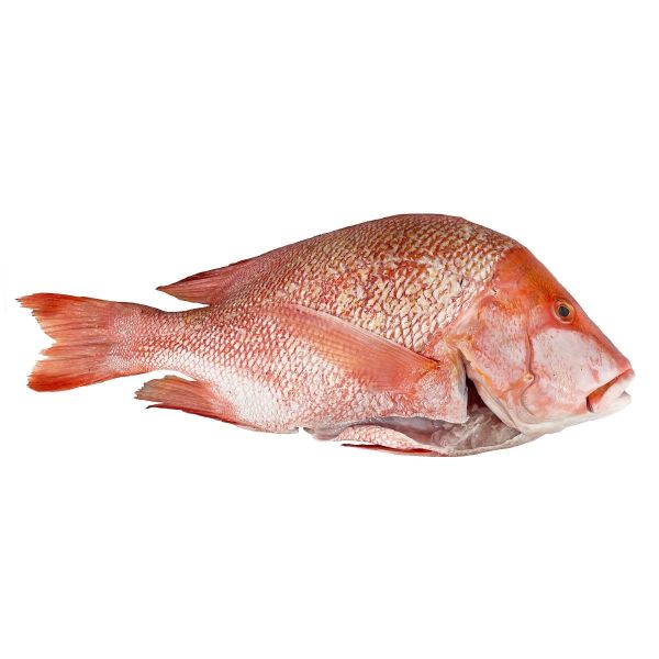 Sipper Fish Snapper Fish – Margaret African Market