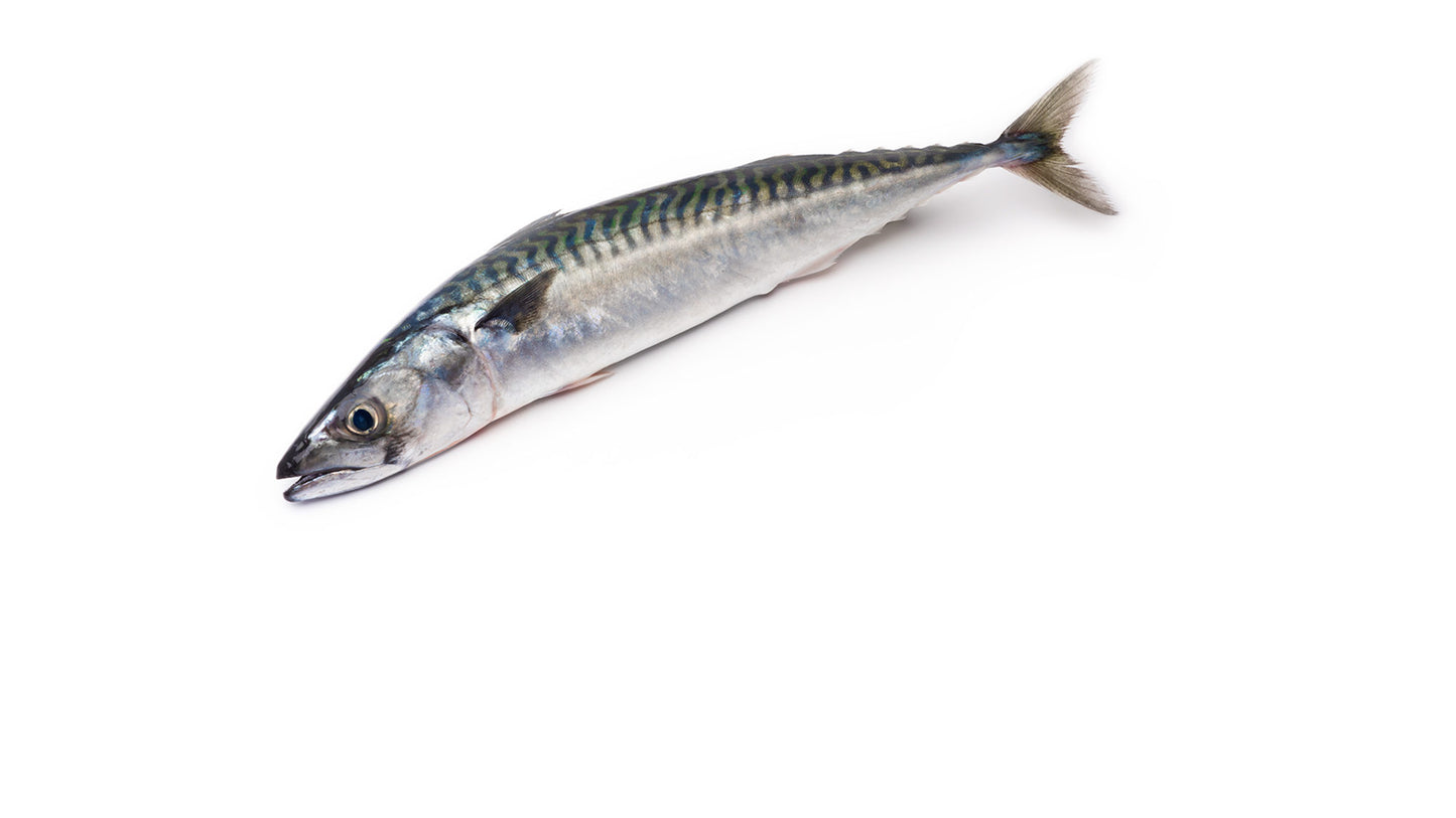 Mackerel Fish - 5pcs