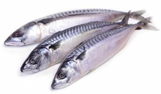 Mackerel Fish - 4pcs in Box