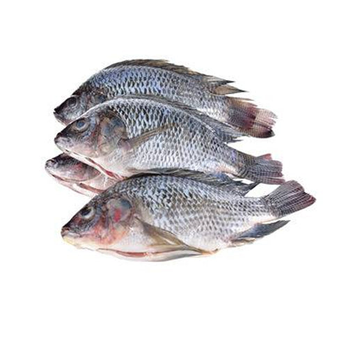 Tilapia Fish